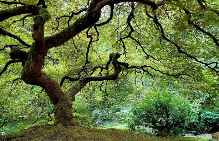 Japanese-Garden-Tree